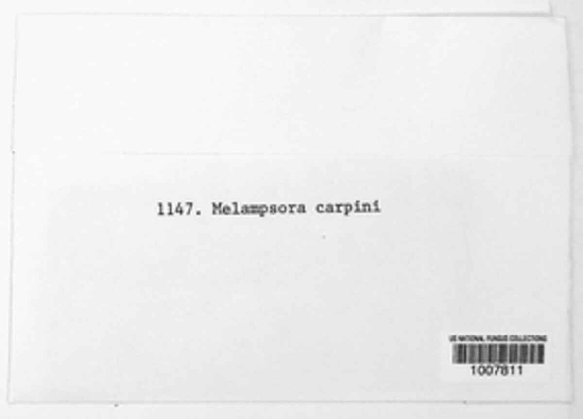 Melampsoridium image